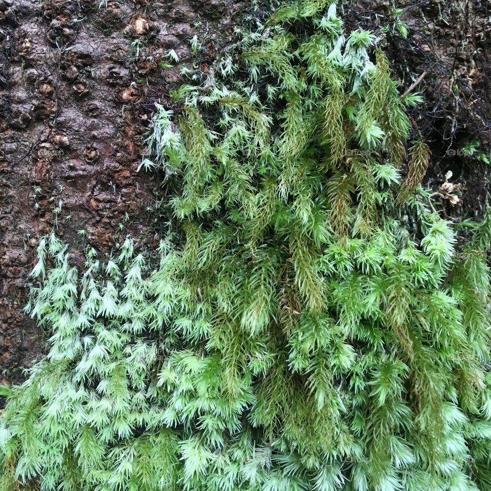 Soft green moss on trees