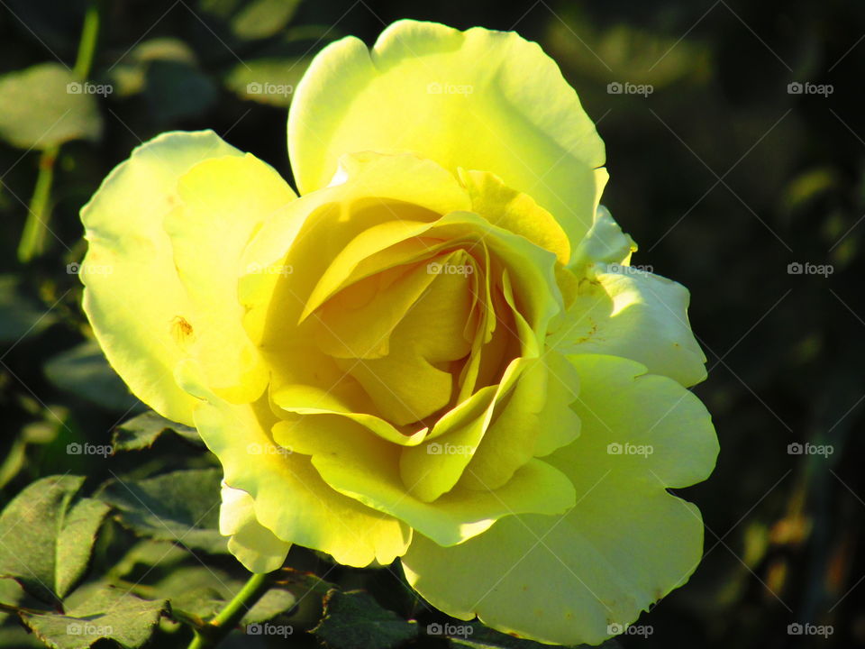 Beautiful yellow rose with beautiful natural background in india