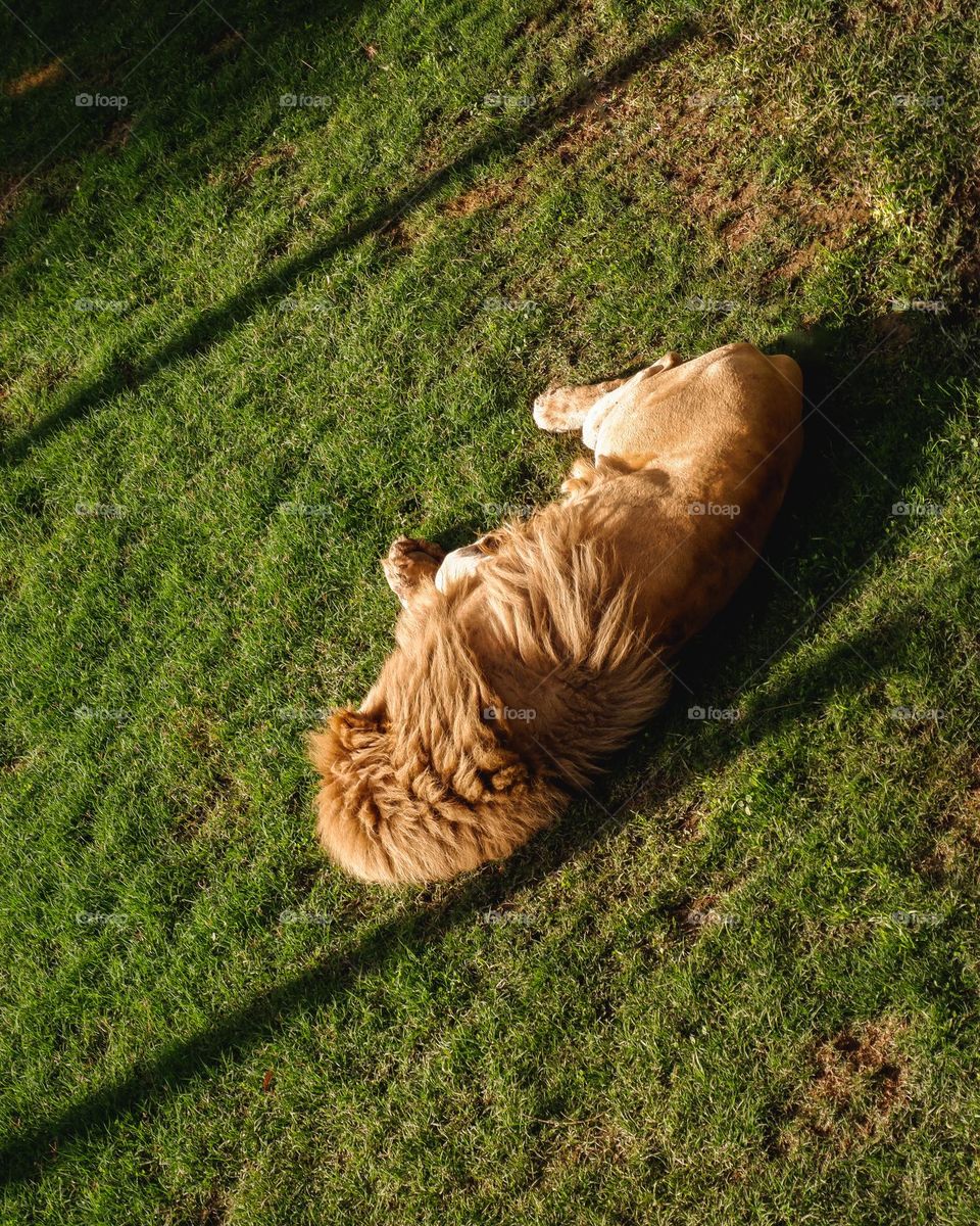 Lazy sleepy lion