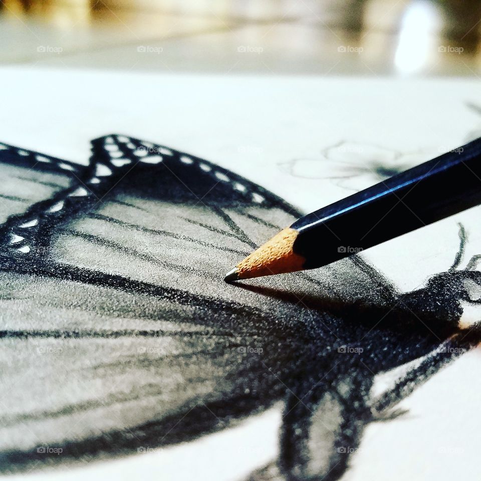 butterfly drawing