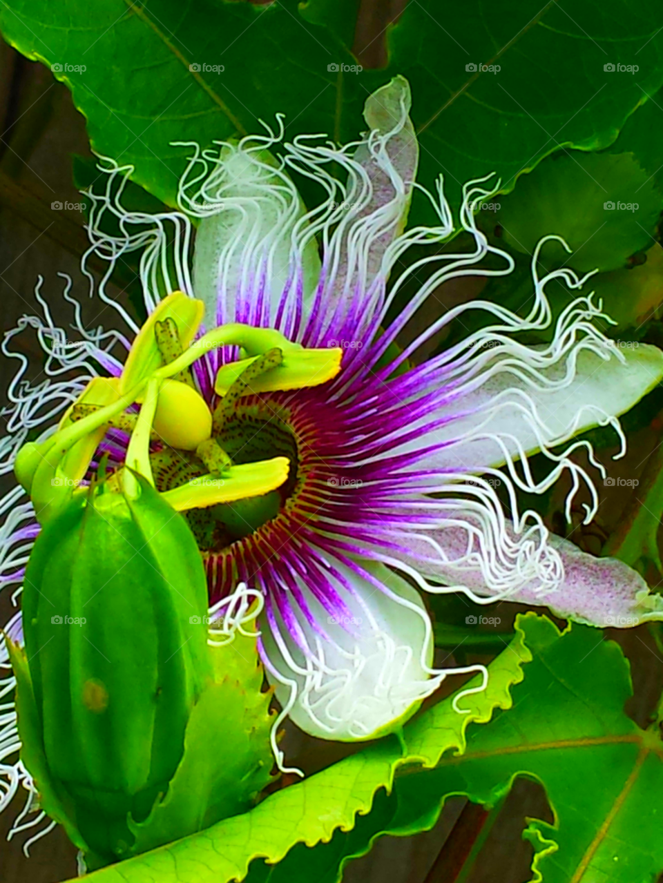 "Passion Fruit Bud & Flower"