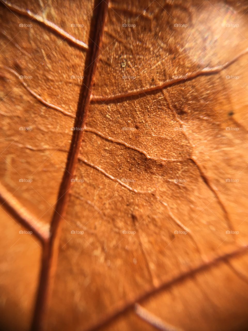 Brown leaf