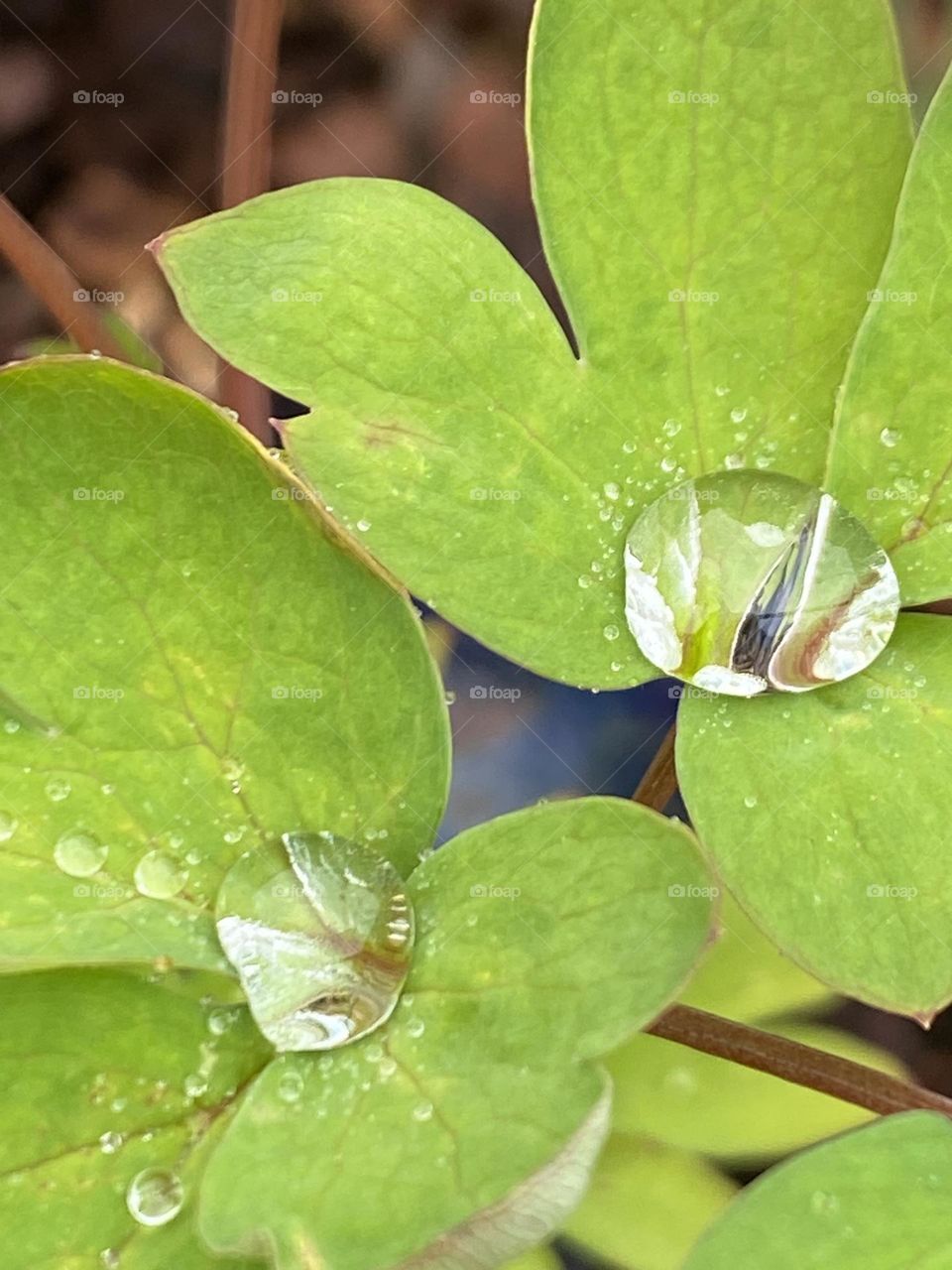 Waterdrop on petal