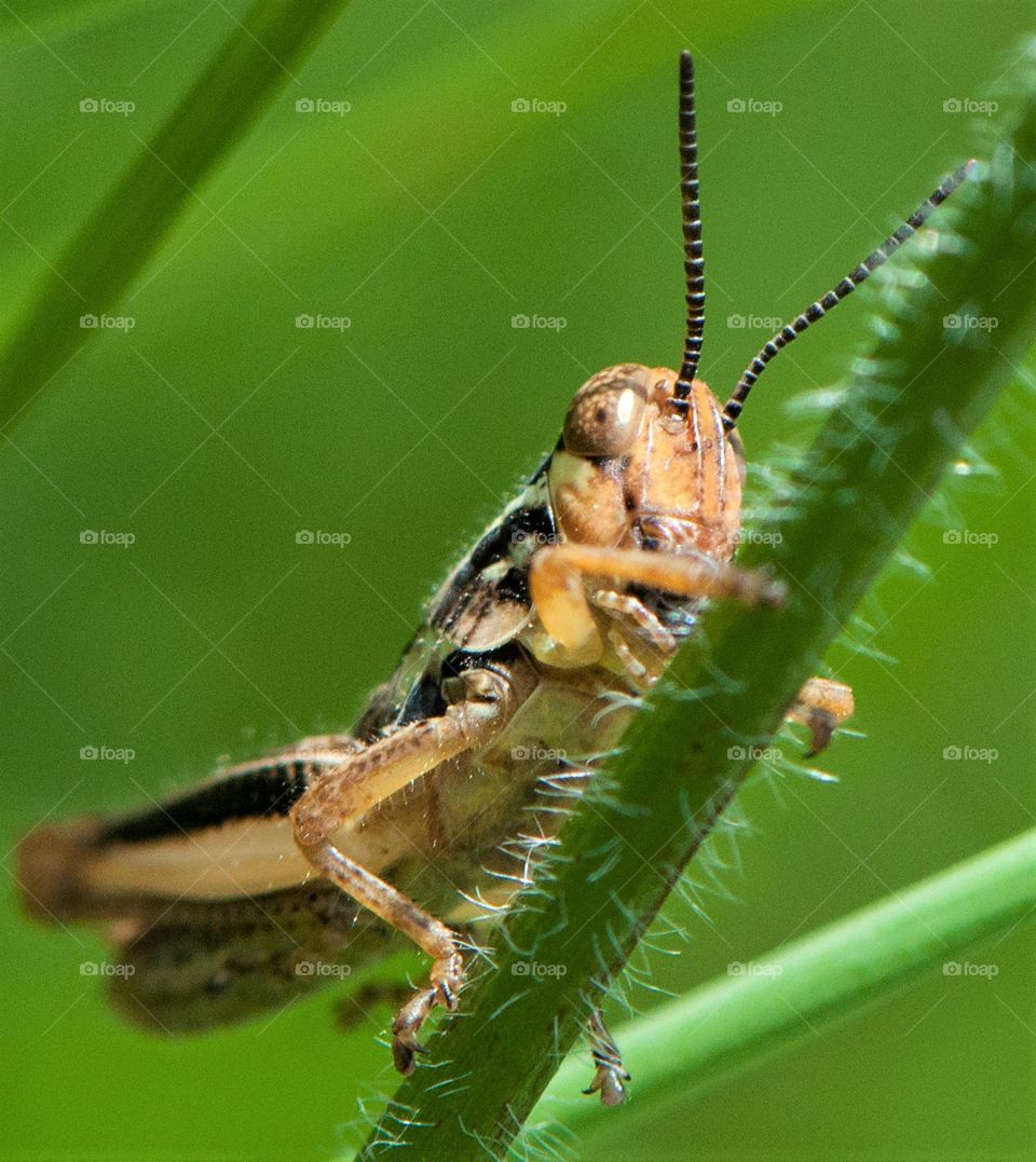 Grasshopper on a weed during the summer
