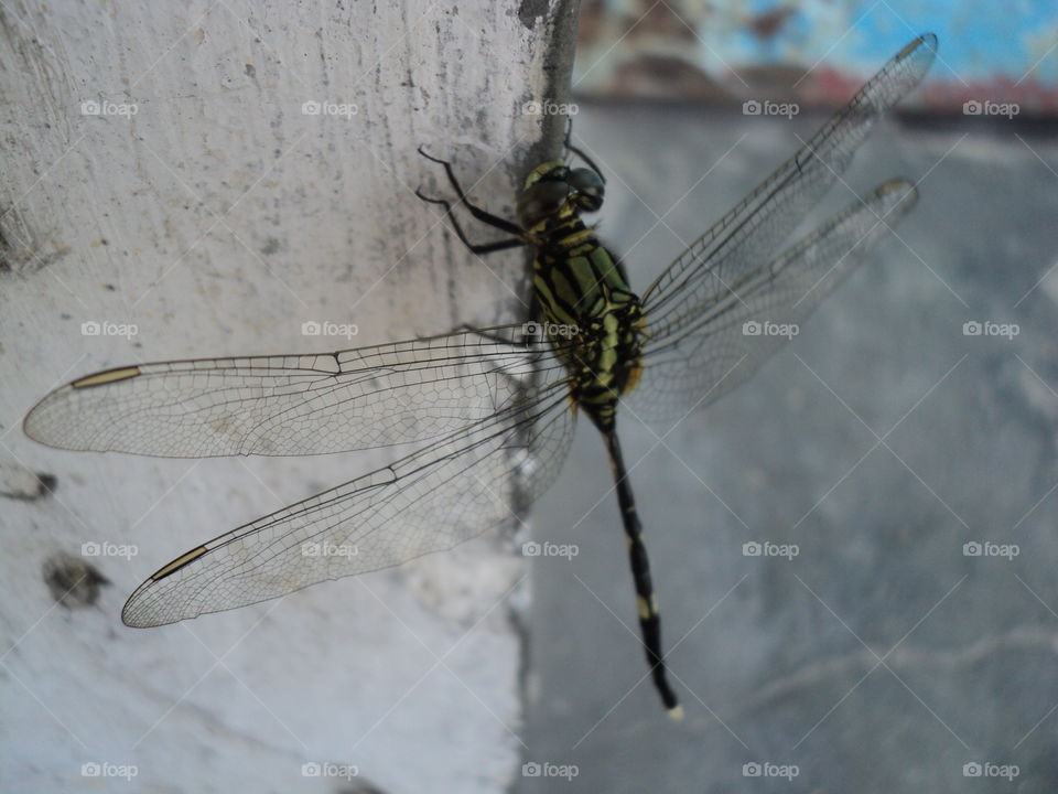 dragonflies perched on wooden trays