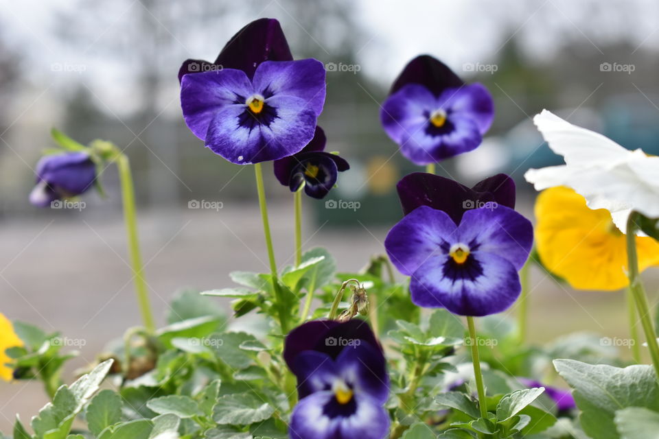 purple violas