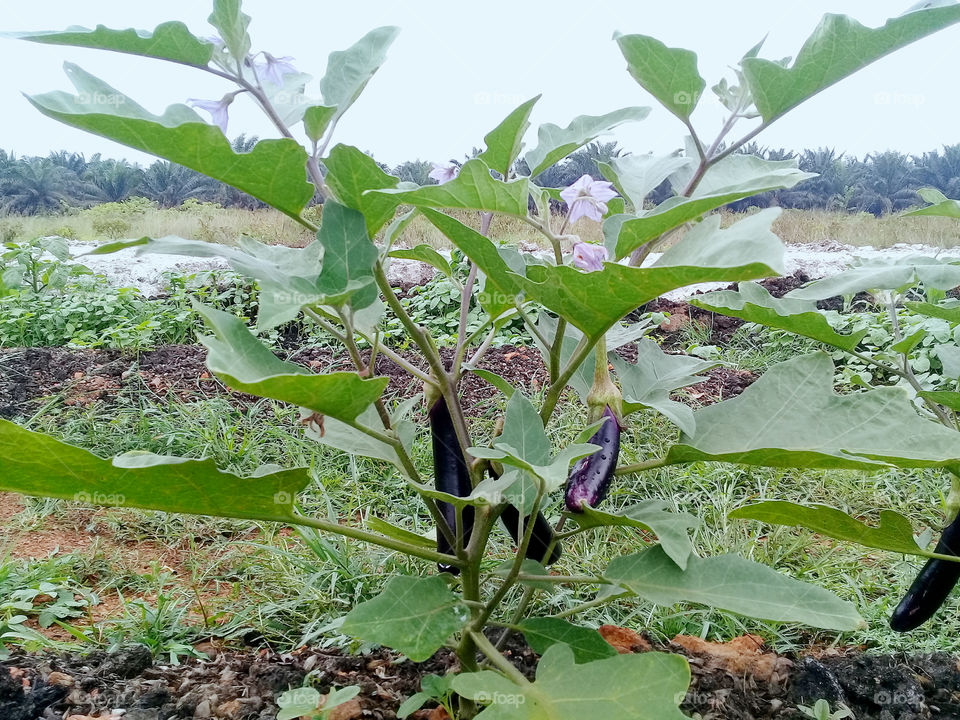 eggplant