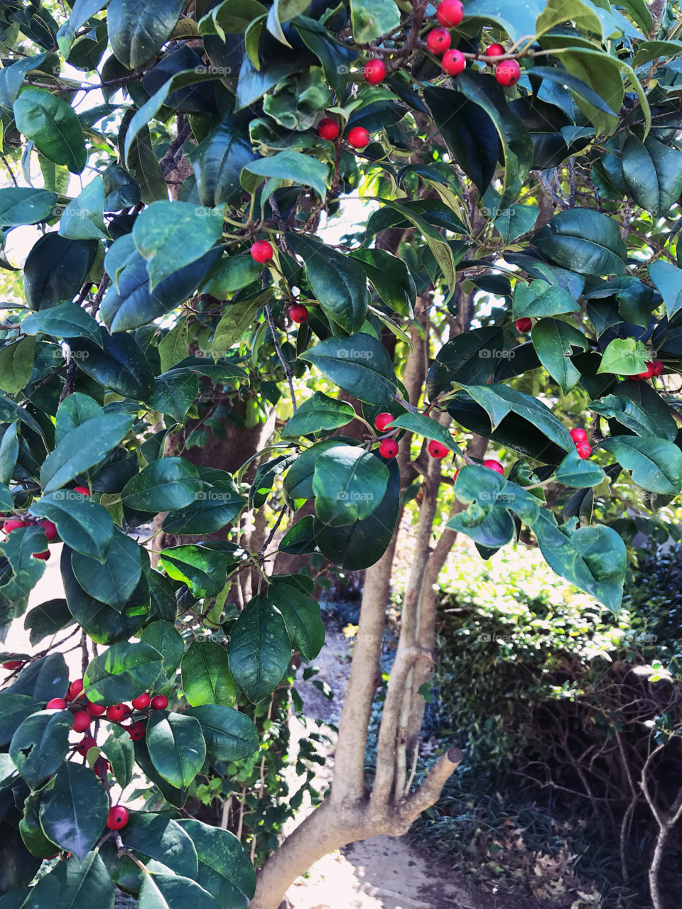 Berry beautiful tree