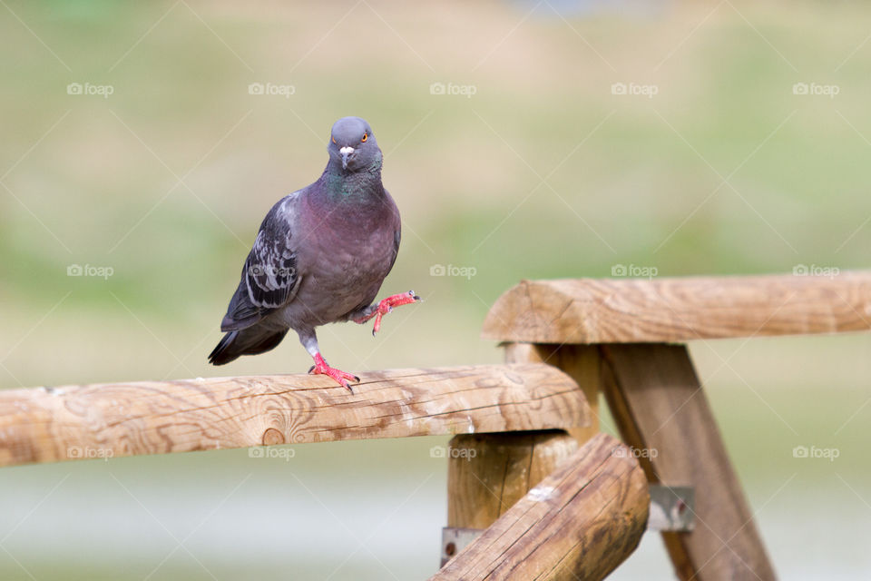 Pigeon 