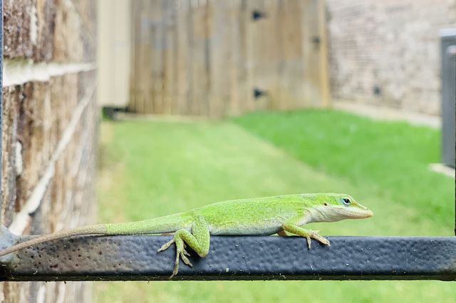 Lizard 
