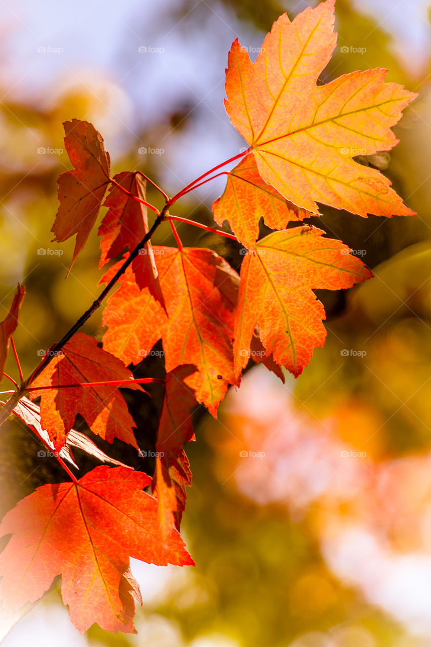 Close-up of autumn colorful leaves