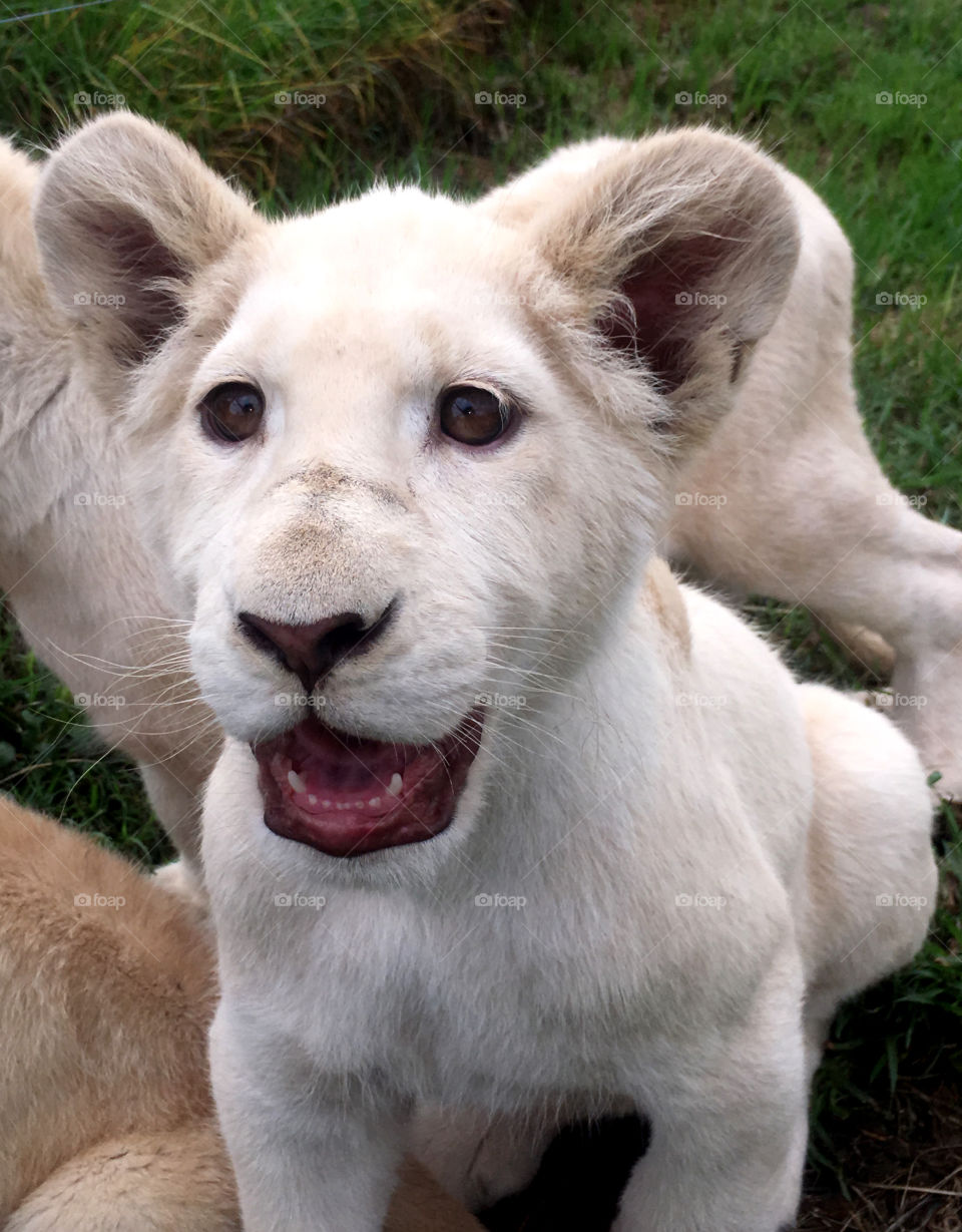 Smiling white lion cub
