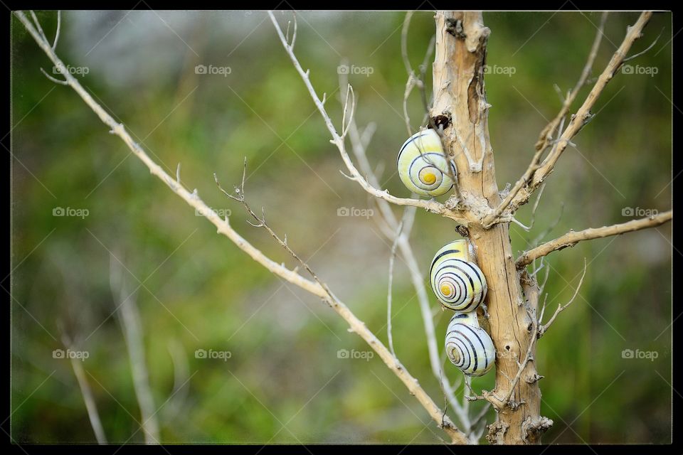 Snails
