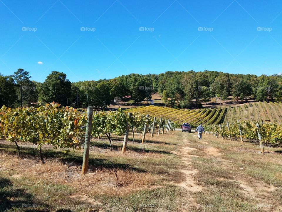 Georgia vineyard