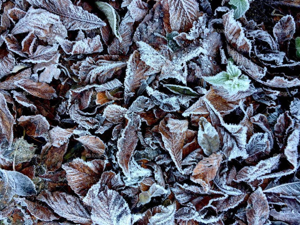 Frosty frozen leaves 