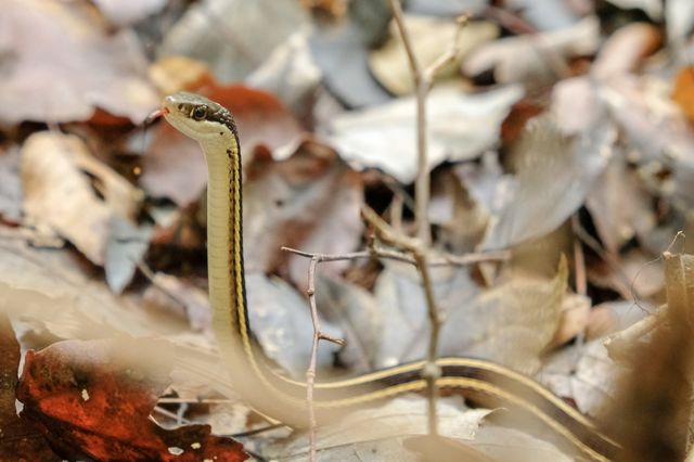 A harmless eastern ribbon snake raises its head in caution in the forest at Yates Mill County Park in Raleigh North Carolina. 