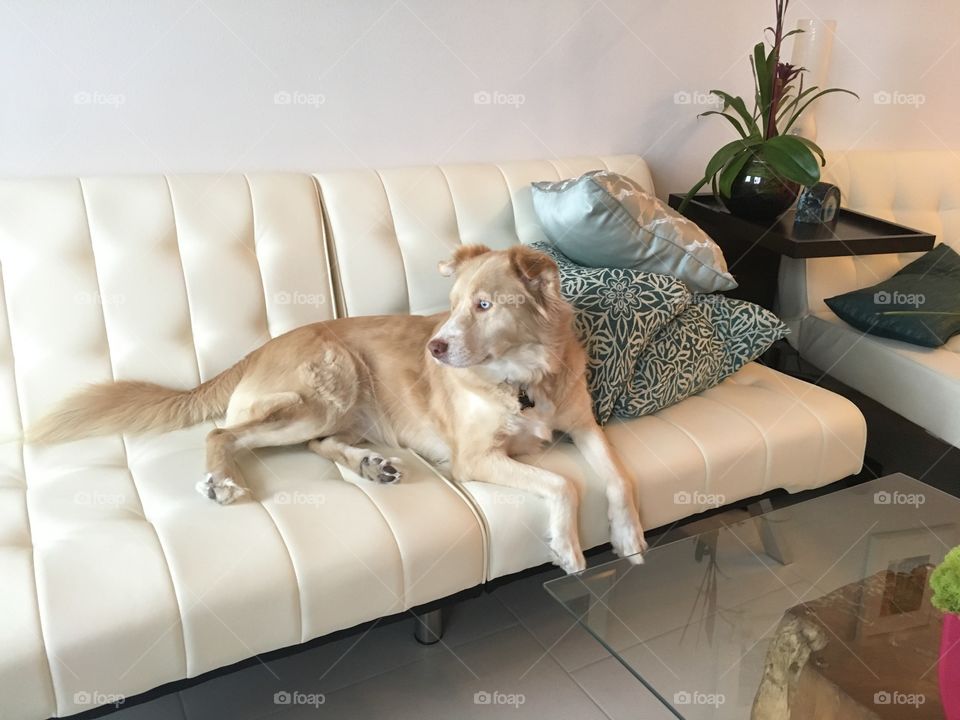 Soda taking over the couch. 