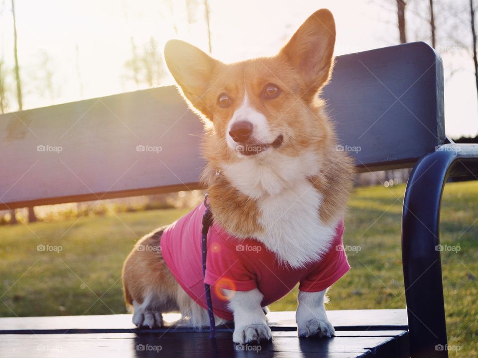 Adorable corgi in clothing