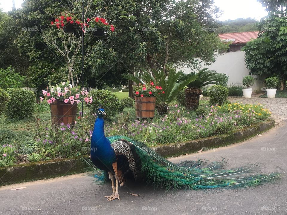 Pavão