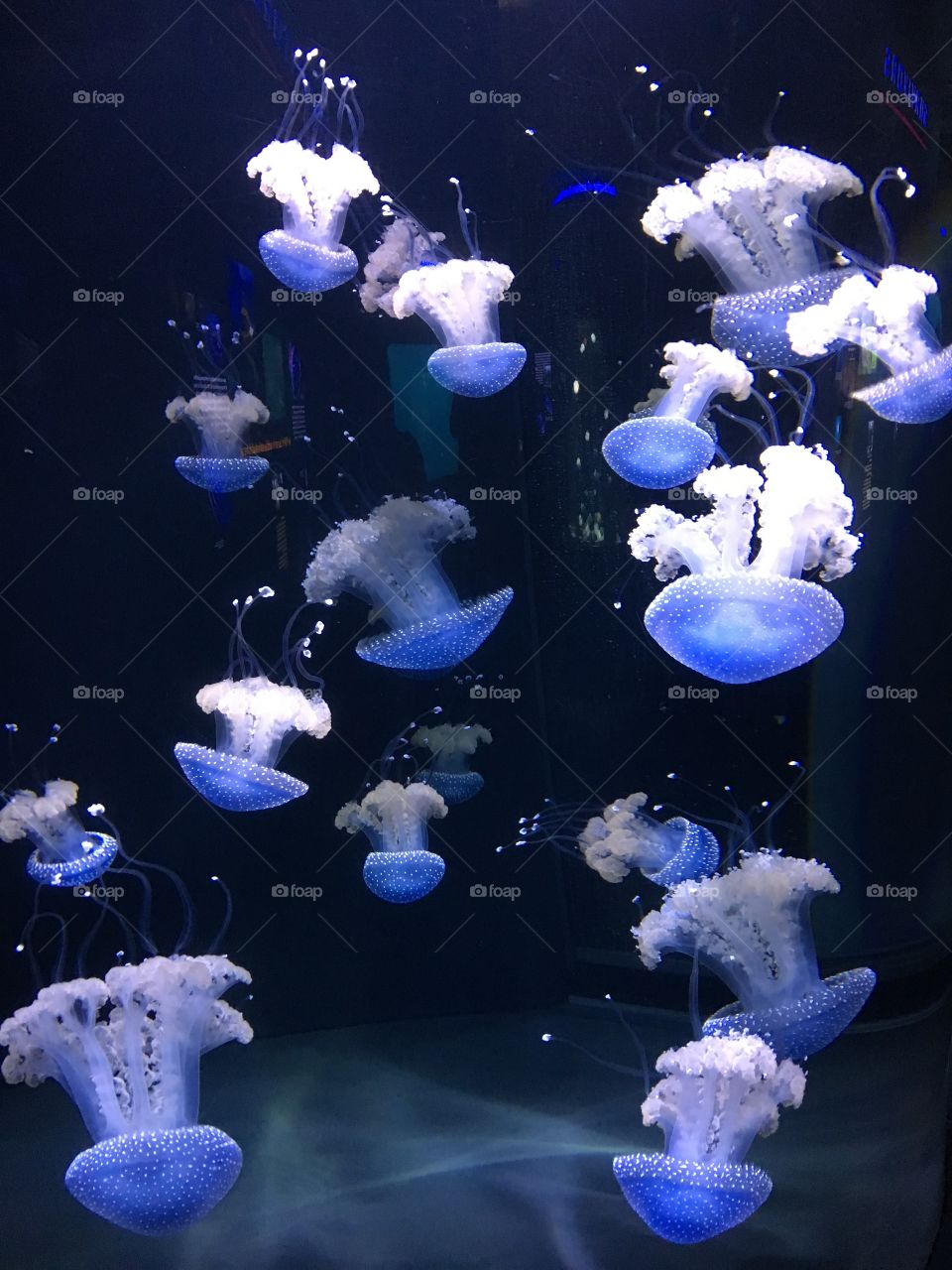 Moon Jellyfish