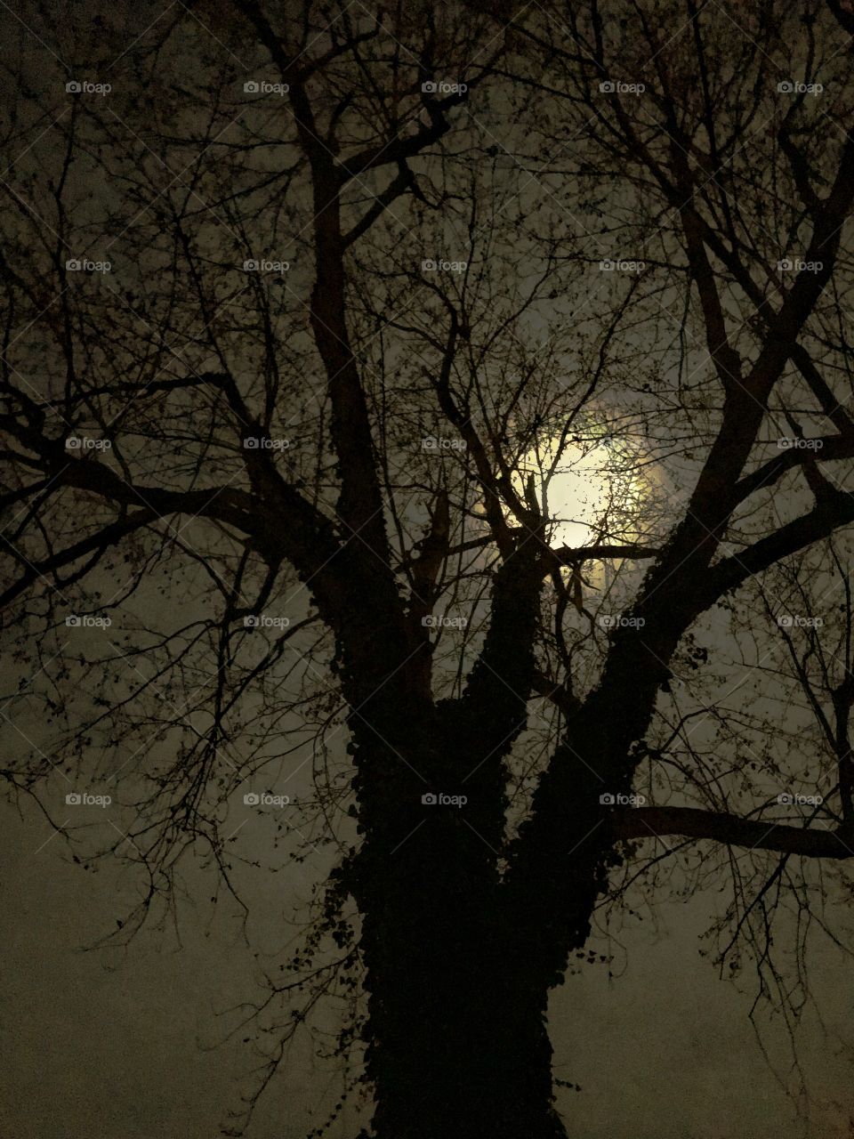 Moon and tree