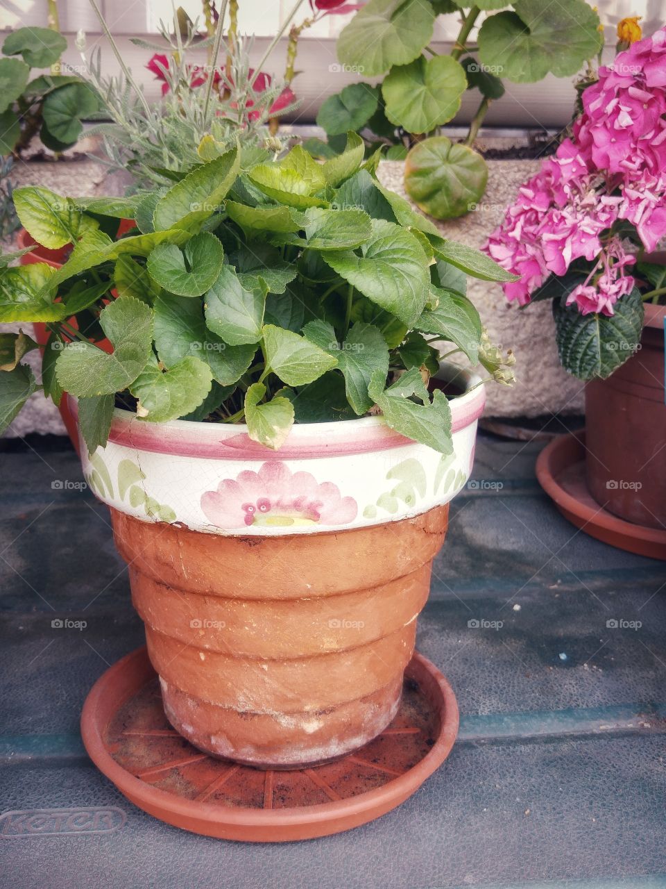 The beauty of plants