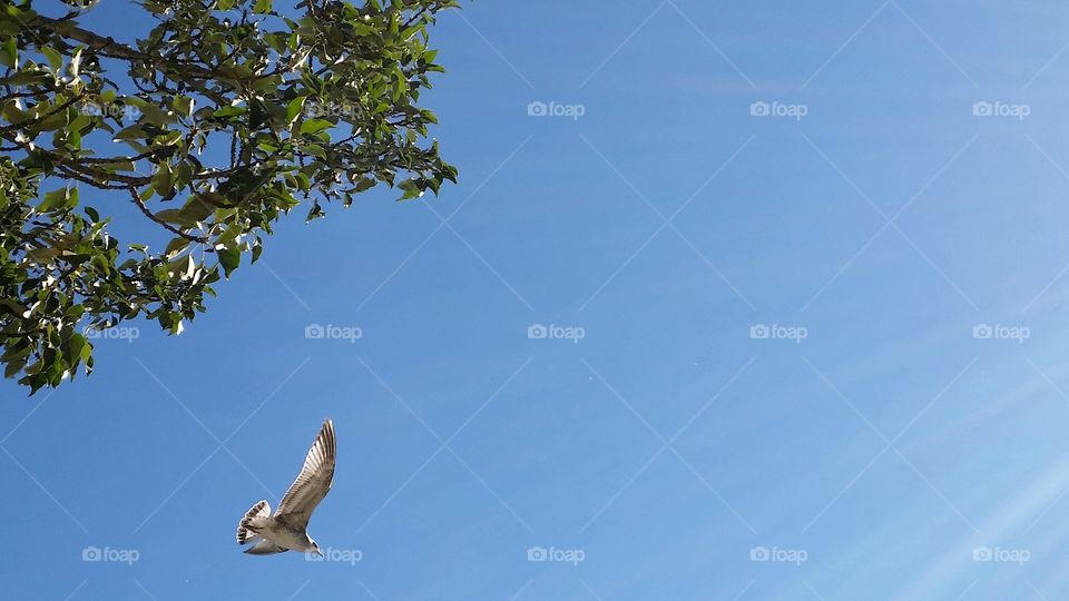 Blue sky!. White bird on a lovely blue sky.