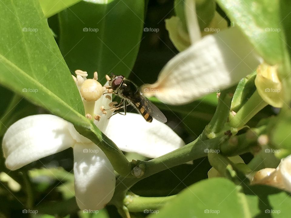 Closeup bee pollinating orange blossom