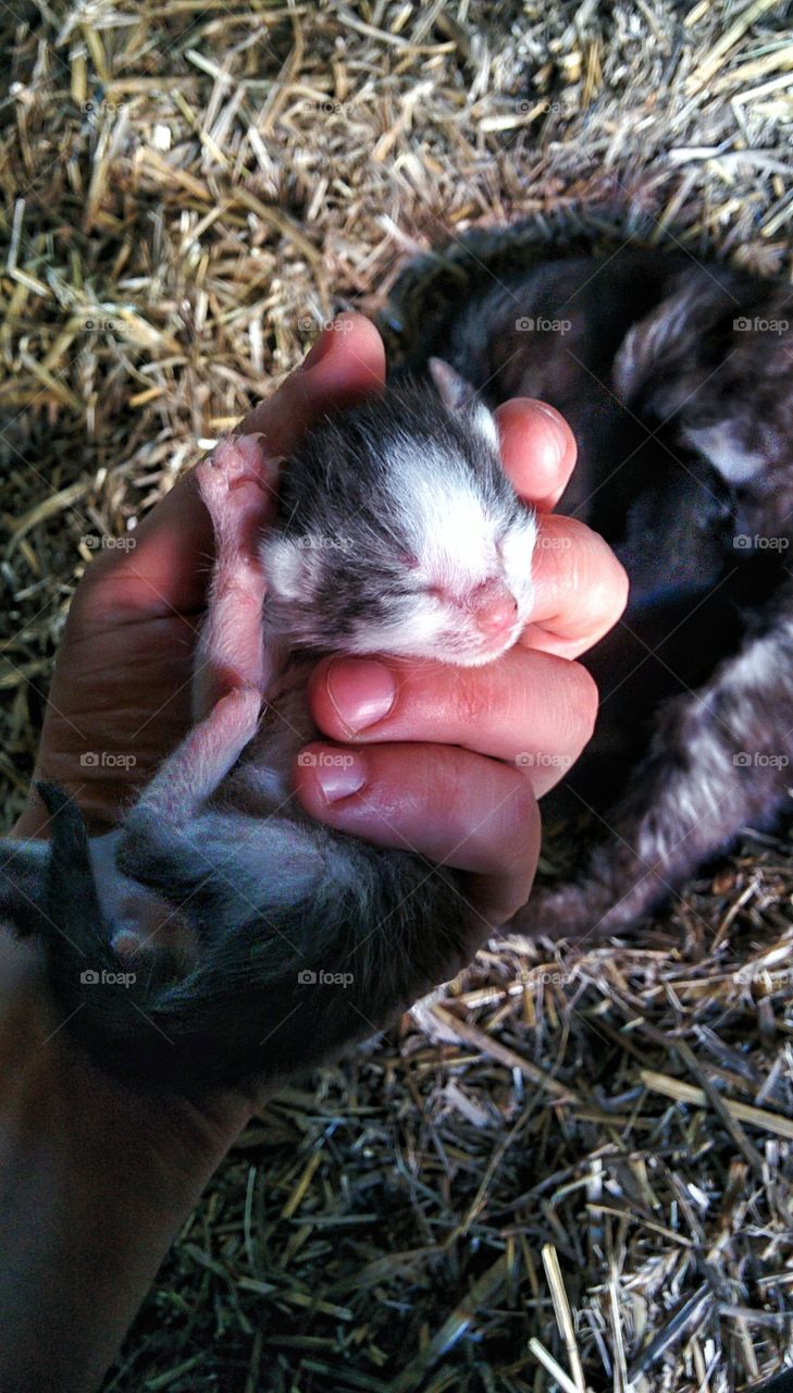 baby cat in my hand