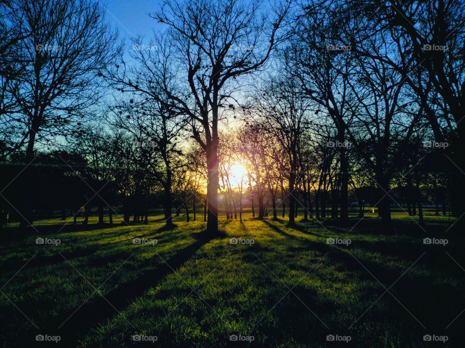 The sun is setting in the evening behind a grove of trees casting shadows creating a beautiful scenic sunset landscape.