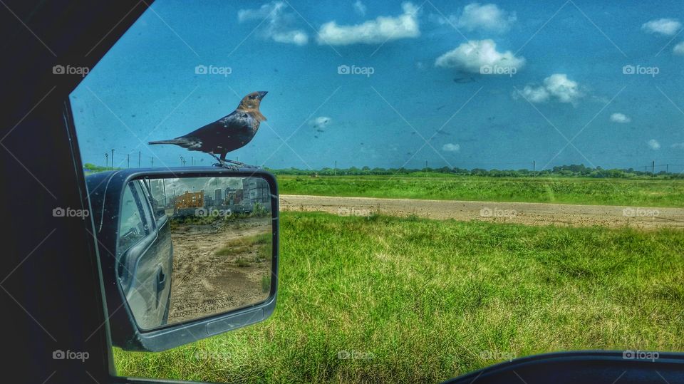 Brown-headed cowbird on rear view mirror