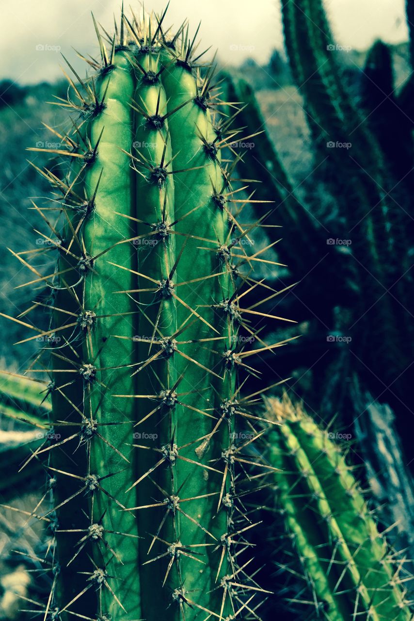 Crazy Plant People!, Cactus Closeup, Nature Photography 