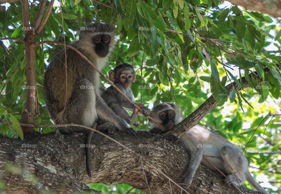 A wonderful photo of a monkey family
