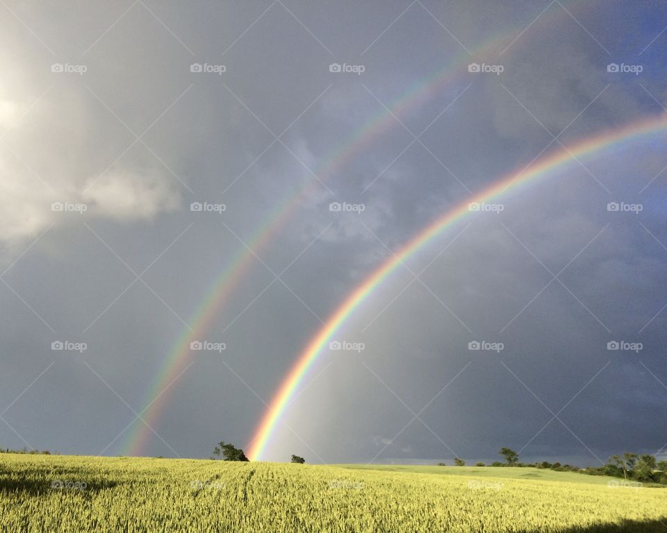 Beautiful double rainbow highlighting the wheat field. 