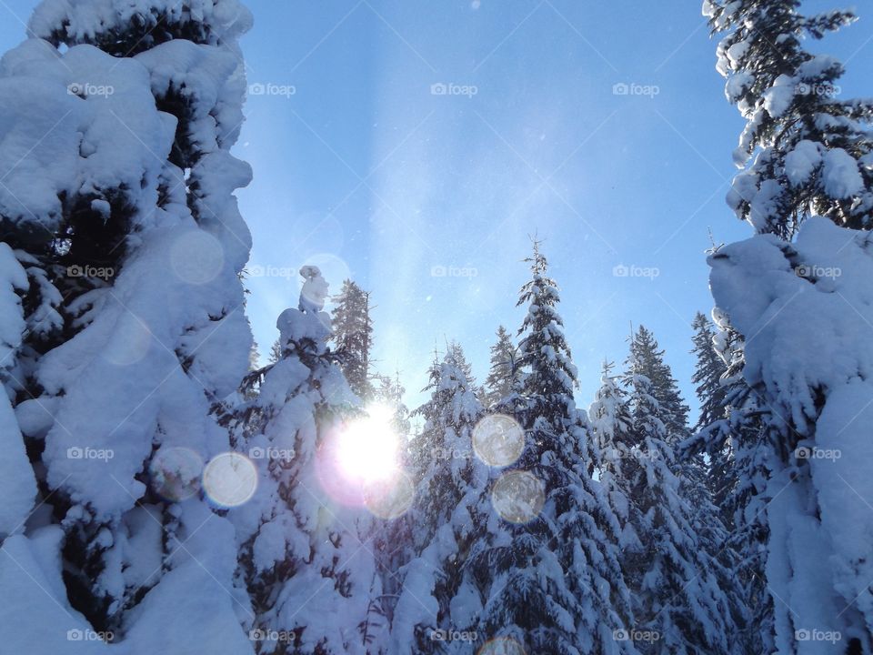 Winter sun
