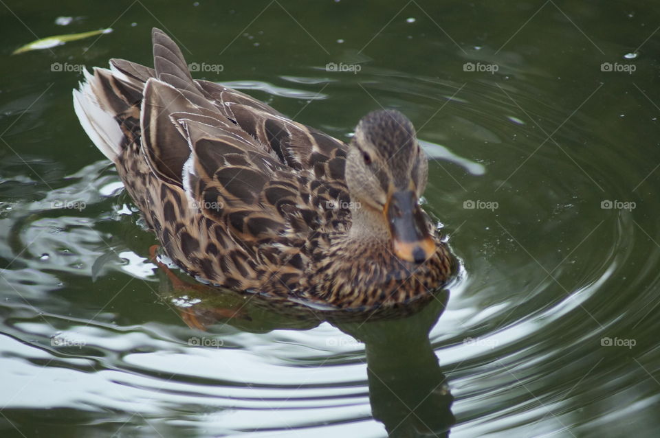 Ente Wasser Natur