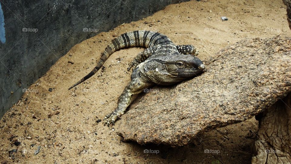 Lizard against a rock