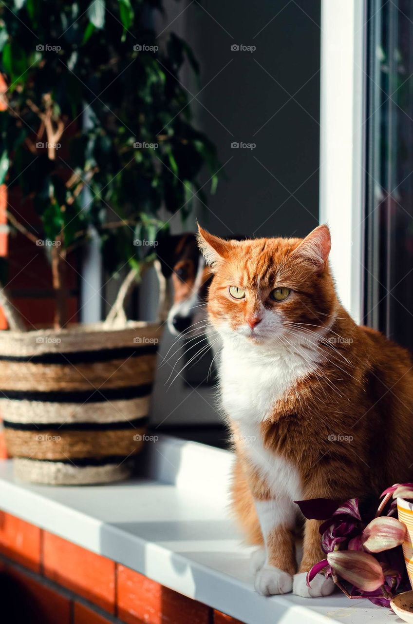 Red cat is resting on the windowsill.