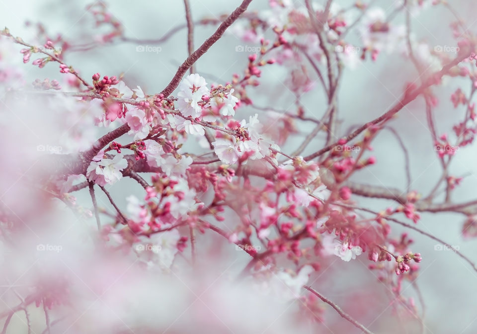 Vintage cherry blossoms photo 