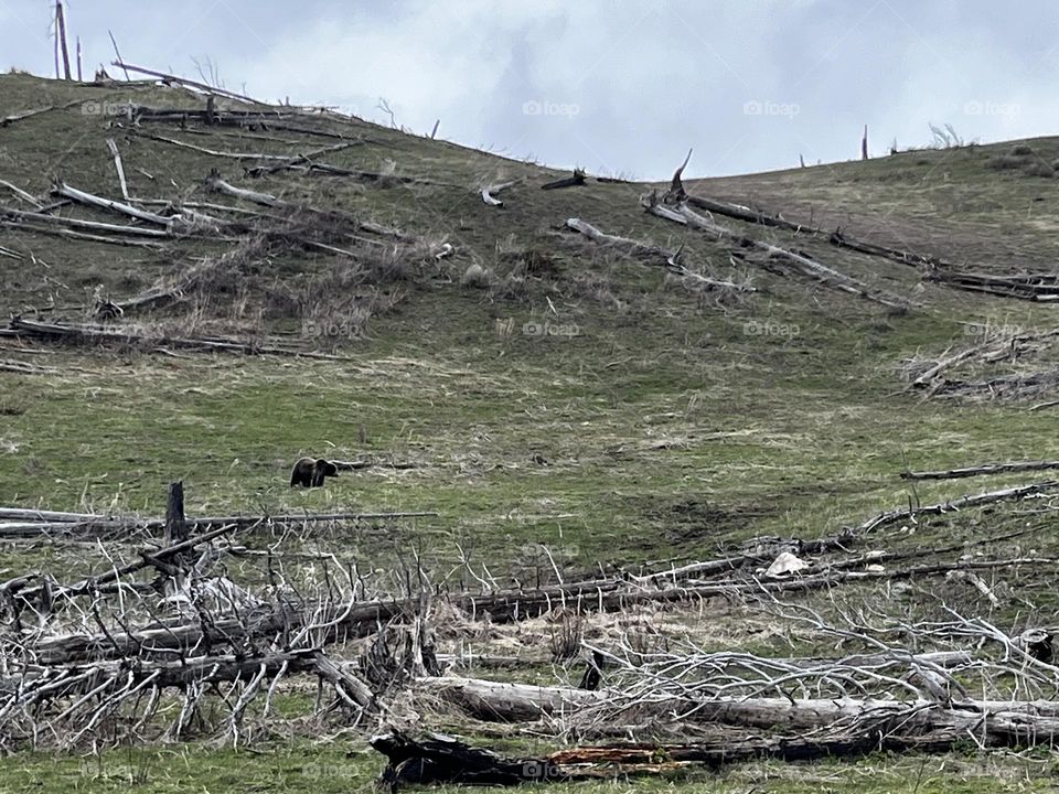 Grizzly bear in Yellowstone National Park 