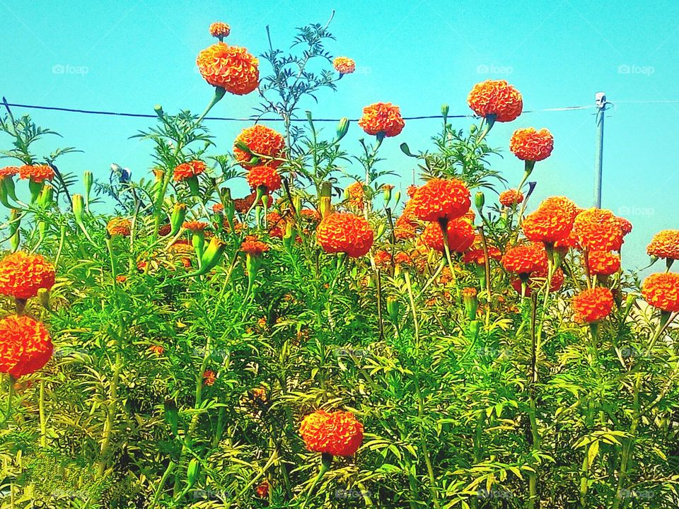 beautiful orange🟠 marigold flowers🌸🌺🌻🌹🌷🌼💐 in our garden