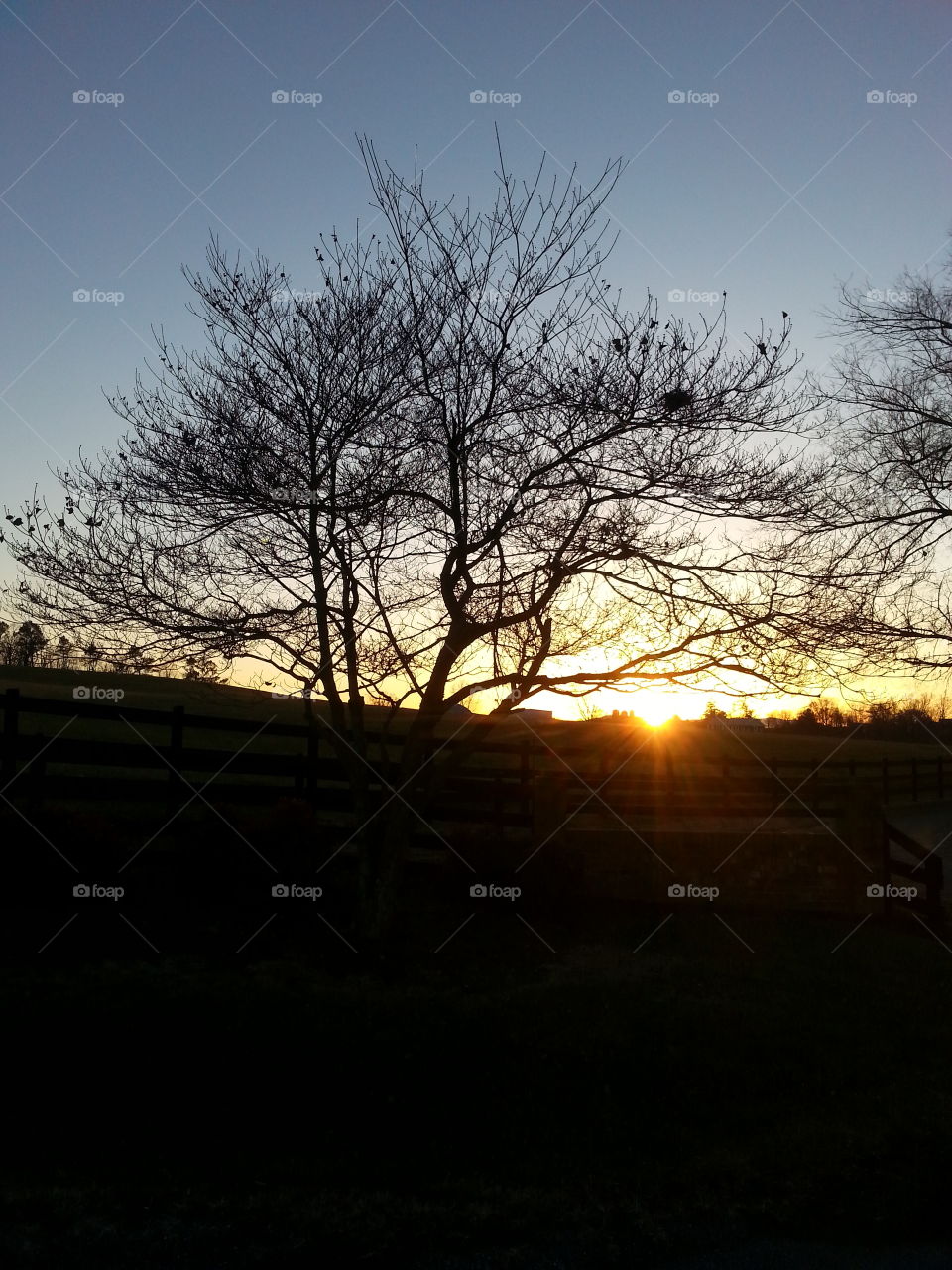 Landscape, Tree, Dawn, Sunset, Light