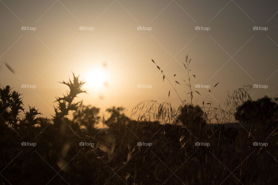 Sunset, summer time, yellow sunset