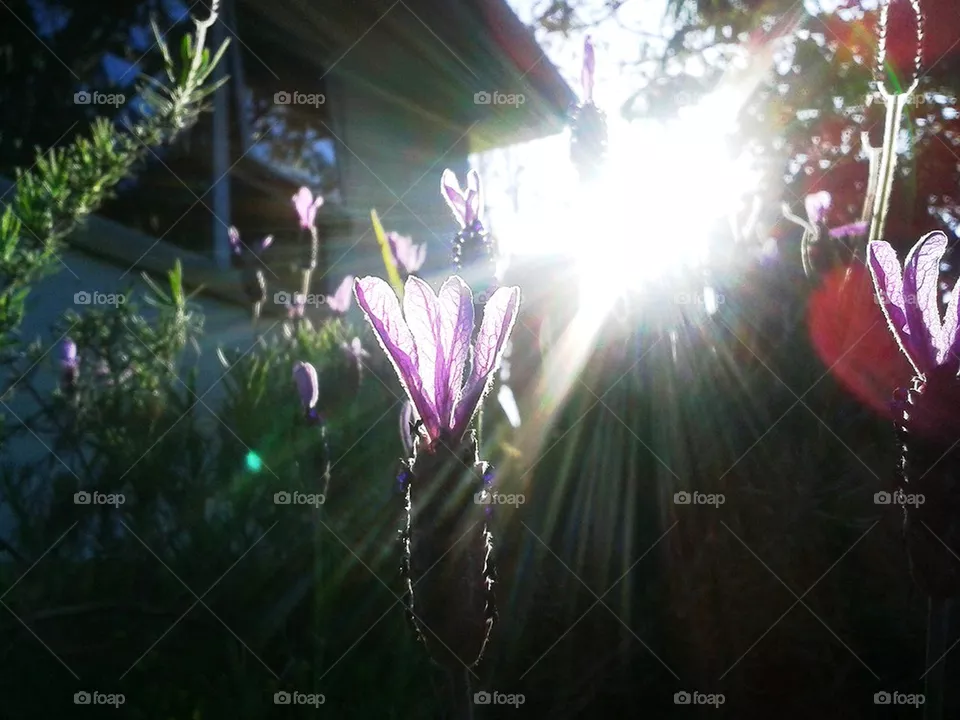 lavender