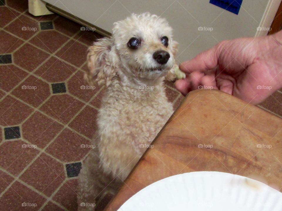 Puppy Dog Getting A Treat By Hand

Our apricot little poodle is standing on his hind legs begging for a treat. He's getting his treat by hand because he's a good old boy!

