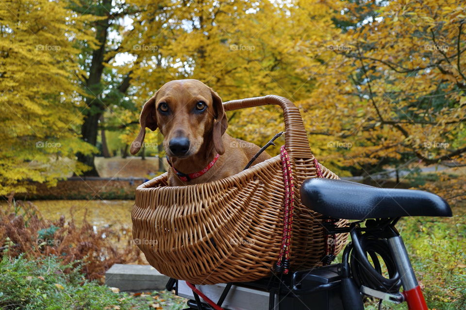 Dog in a bicycle basket