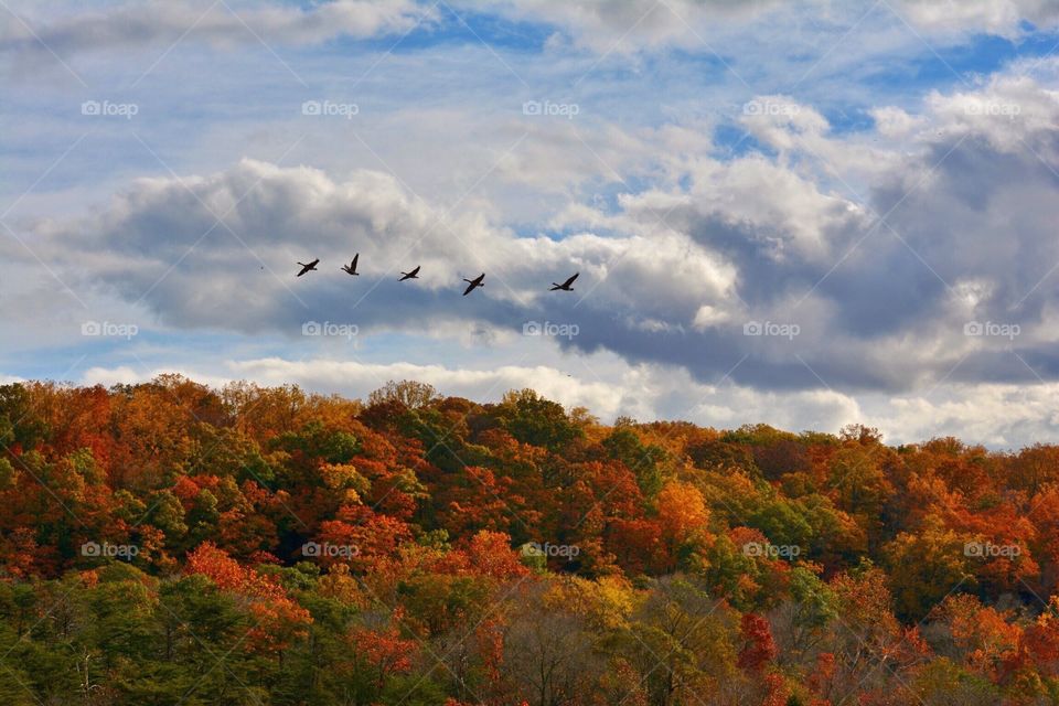 Autumn forest