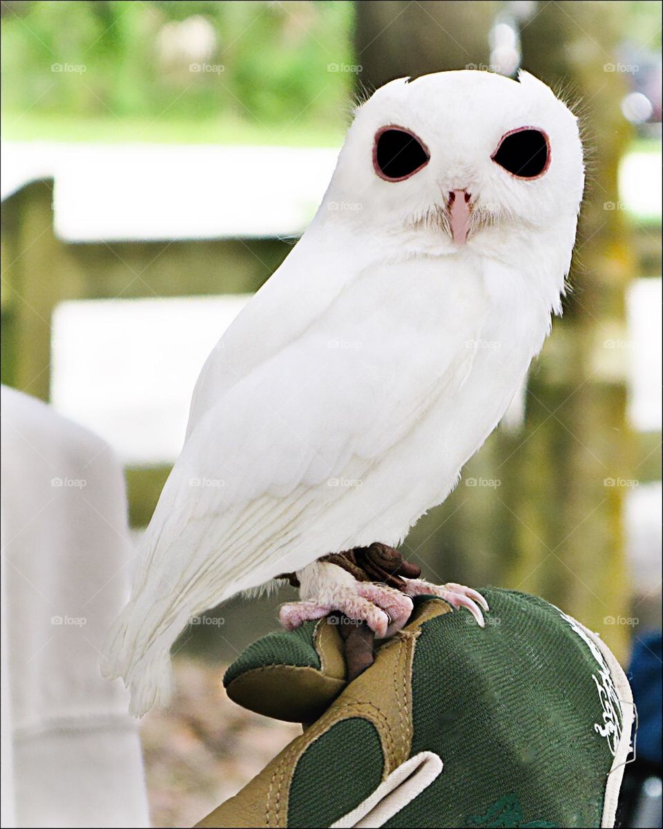 Rare White Screech Owl.