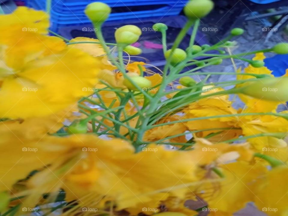 Yellow flower photograph