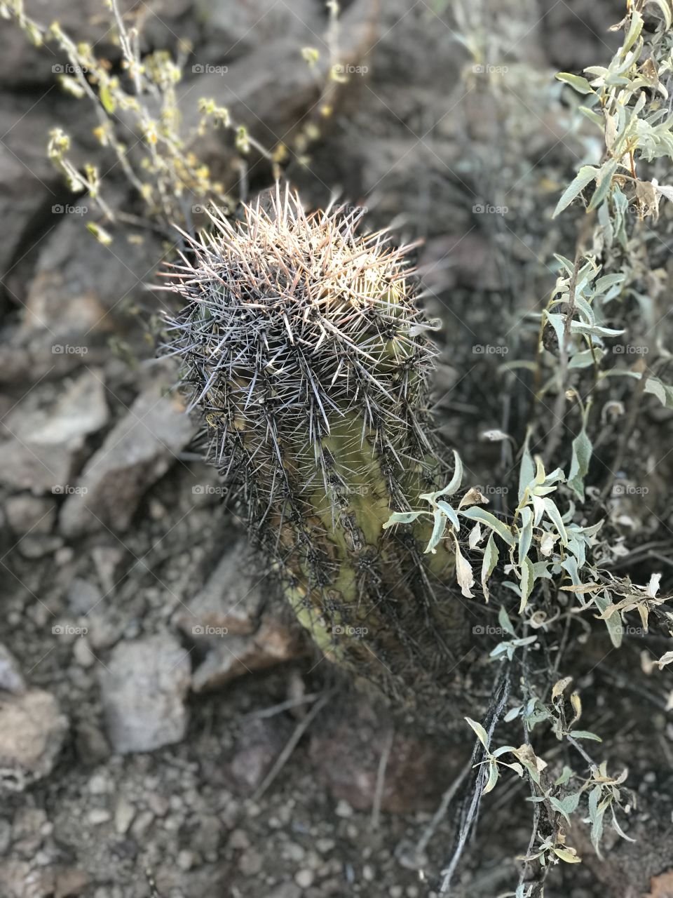 Closeup of a cactus in Tucson Arizona